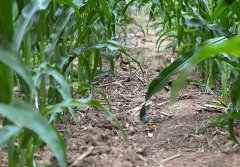 而成本却功课低